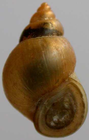 Předožábří - Prosobranchia Čeleď: Bithyniidae - bahnivkovití