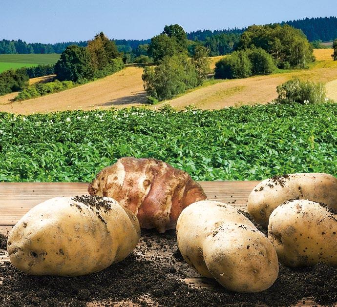 ODRŮDY BRAMBORU A TOPINAMBURU VÝZKUMNÉHO ÚSTAVU BRAMBORÁŘSKÉHO HAVLÍČKŮV BROD RADY PRO SPOTŘEBITELE A