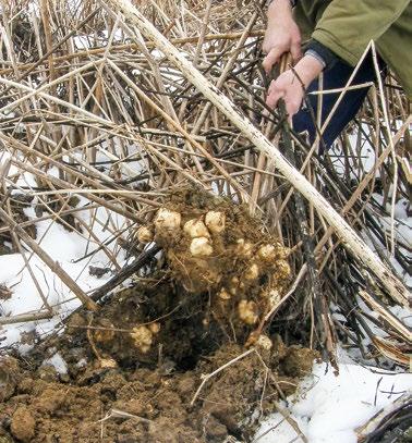 SLIZEŇ Hlízy lze sklízet od podzimu do jara. První hlízy se sklízí po přemrznutí natě, neboť v tuto dobu získávají svojí kvalitu.