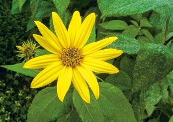 TOPINAMBUR NEJENOM DIETNÍ POTRAVINA Topinambur je rostlina z čeledi hvězdnicovité (Asteraceae), příbuzná slunečnici. Rostliny dosahují výšky až tři metry.