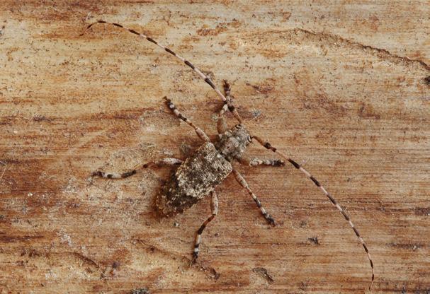 Stictoleptura scutellata (Fabricius, 1781) Nerovnoměrně rozšířený, lokální druh zachovalých listnatých lesů pahorkatin až podhůří.