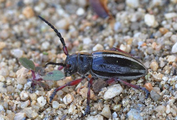 Aromia moschata (Linnaeus, 1758) Tesařík pižmový CS téměř ohrožený (NT) Vyskytuje se v porostech vrb v údolích řek a potoků, v porostech náletových vrb na opuštěných plochách.