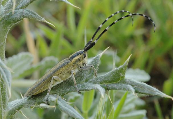 Phytoecia argus (Frölich, 1793) Agapanthia dahli (Richter, 1821) CS kriticky ohrožený (CR) Velmi vzácný a vymírající druh stepních oblastí.