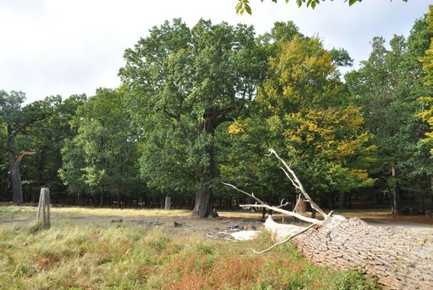 Calamobius filum (Rossi, 1790) Stepní druh vázaný vývojem na různé druhy vysokých trav, zejména na ovsík vyvýšený. V minulosti byl velmi vzácný, v posledních asi 20 letech se intenzivně šíří.