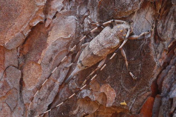 Rod Druh Autor popisu taxonu Český název ČS-ČR Oxymirus cursor (Linnaeus, 1758) tesařík Pachyta quadrimaculata (Linnaeus, 1758) tesařík čtyřskvrnný Pachytodes cerambyciformis (Schrank, 1781) tesařík