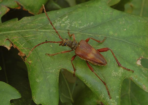 Rod Druh Autor popisu taxonu Český název ČS-ČR Stenurella bifasciata (Müller, 1776) tesařík dvojpásý Stenurella nigra (Linnaeus, 1758) tesařík Stenurella septempunctata (Fabricius, 1792) tesařík