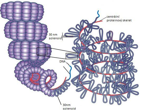 Obrázek 3: Proces kondenzace chromozomu. Viz text. Převzato a upraveno z [50]. V metafázi jsou chromozomy kondenzovány na setiny až tisíciny své původní délky.