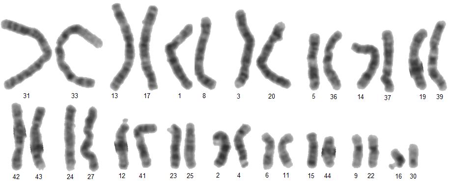 Obrázek 28: Chromozomy zařazené do párů dle RMSD obsahu