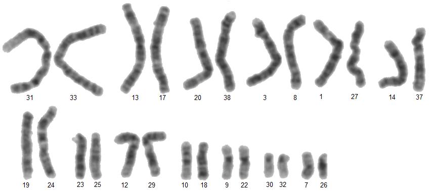 Obrázek 33: Chromozomy klasifikované do párů pomocí Pearsonova korelačního koeficientu bez separovaných chromozomů, tolerance 10% V tabulce 10 jsou uvedeny indexy všech správně zaklasifikovaných párů