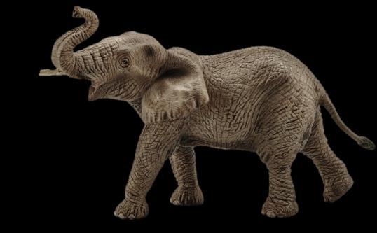 Před několika desítkami milionů let měli sloni ještě krátké choboty a používali je pouze ke hledání potravy. Postupem času se ale chobot zvětšoval až do dnešní délky.