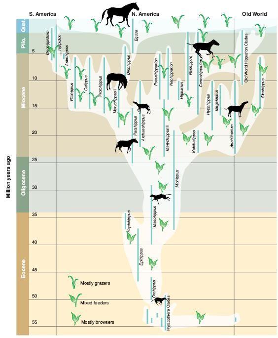 Evoluce koní: 2 rozměry zubů průměrná rychlost vysvětlitelná