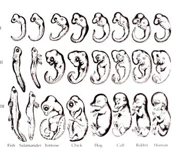 Vztah makroevoluce a ontogeneze J. F. Meckel, E.