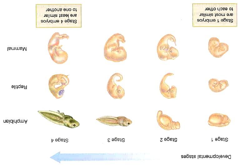 Karl Ernst von Baer embryologické zákony: Embrya obratlovců procházejí během svého vývoje stálými stádii, která nejsou