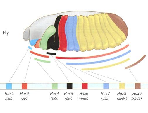 Hox geny: základní
