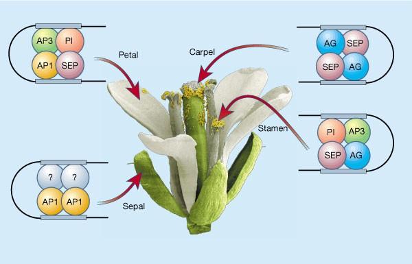 ParaHox geny