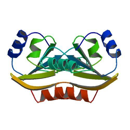 Práce na chloroplastech objev schopnosti proteinu thioredoxinu propojovat světlo s regulací enzymů prostřednictvím ferredoxinu a enzymu ferredoxin-thioredoxin reduktázy.