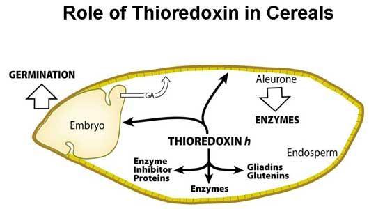 Objev úlohy thioredoxinu v klíčení semen Trx je signálem pro klíčení semen. V ranné fázi klíčení je thioredoxin redukován pomocí NADPH*, který vzniká metab. reakcemi.