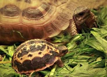 V českých a slovenských zoologických zahradách je toto mládě prvním odchovem poddruhu jedné z nejkrásnějších, ale také kriticky ohrožených suchozemských želv.