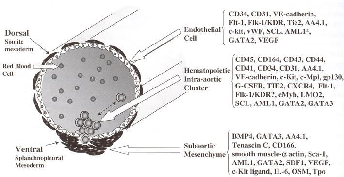 5 dpc HSC CFU-GM BFU-E CFU-E JÁTRA ~9 dpc HSC pb pt Hematopoéza v endotelu aorty (AGM), ~10.