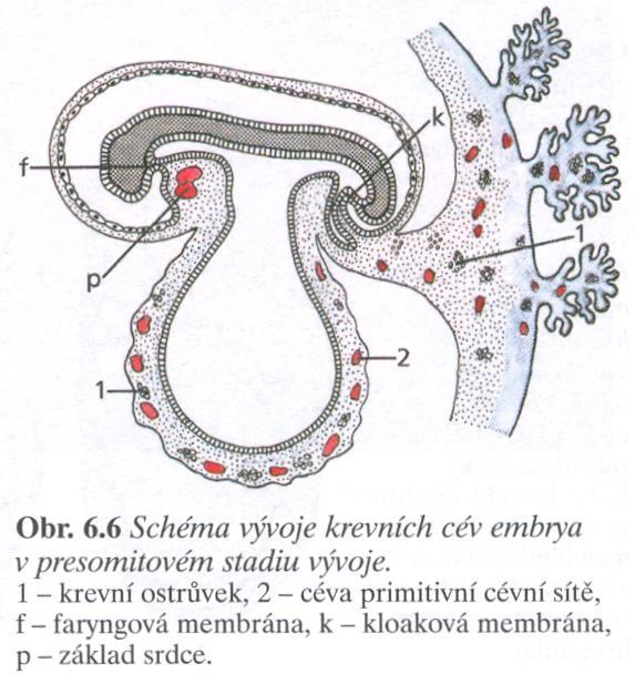 Krevní oběh Krevní ostrůvky -> vznik cév, jejich propojení => krevní oběh Primitivní oběh krevní, pohon primitivní srdeční trubice (viz.