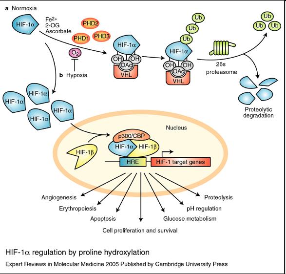 HYPOXIE