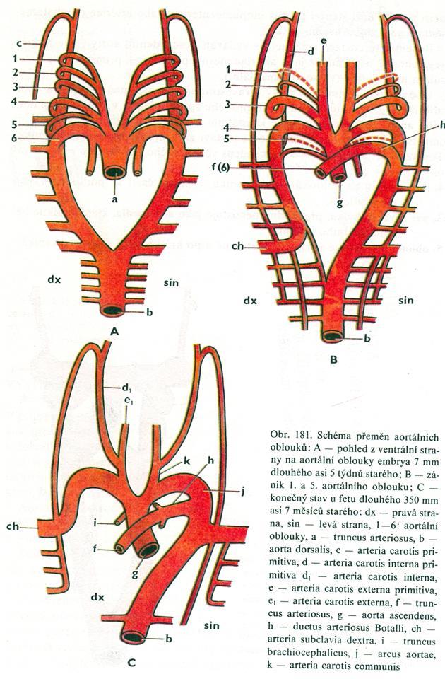 Aortální oblouky (vývoj arterií) budoucí základ krevního zásobení ze srdce, zakládají se ve 4tém týdnu v 6tém týdnu dochází ke kompletní přestavbě a zániku některých oblouků (1.,2. a 5.) I.