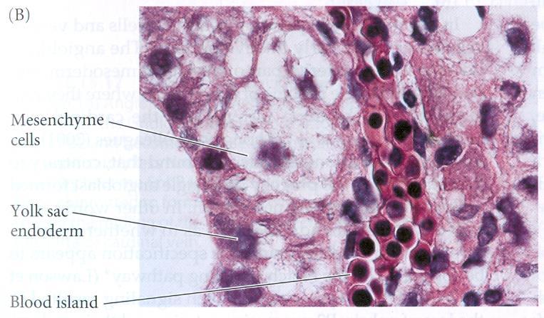 Krevní ostrůvek hemo(cyto)blast / hematogonie (vnitřek) +