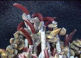 POGONOPHORA - pogonofory jen mořské v chitinových rourkách součást biocenózy sirných vývěrů bez