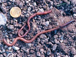 Crassiclitellata - žížaly (Lumbricidae) vícevrstevný opasek, půdní,