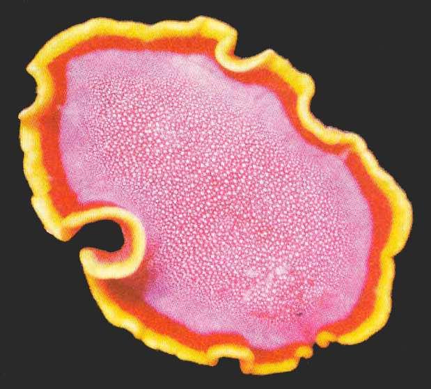 Schenková jednoduchý hltan a trubicovité střevo Microstomum lineare (maloústka podlouhlá) Polycladida (mnohovětevní) střevo