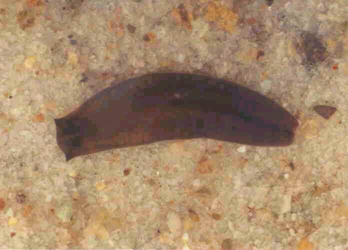 Platyhelminthes (ploštěnci)