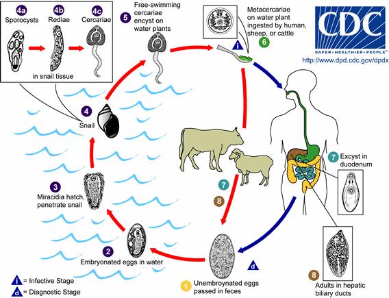 Platyhelminthes (ploštěnci) Trematoda (motolice) endoparaziti obratlovců (střídání hostitelů 2-3, jeden je vždy měkkýš) dospělec