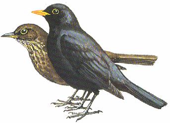 Ptáci list č. 12 1/ Na naučné tabuli jsou uvedeni ptáci, kteří se vyskytují často v okolí přehrady. Pokuste se je zařadit do následující tabulky.