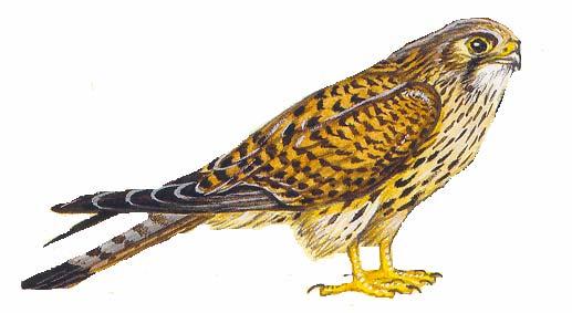 Ptáci list č. 17 1/ Poštolka uloví během 1 roku nejméně 500 hrabošů.