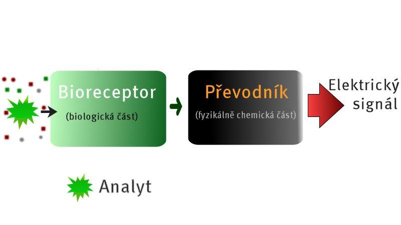 enzym glukózaoxidázu. Tento enzym katalyzuje oxidaci glukózy kyslíkem za vzniku glukonové kyseliny. Úbytek kyslíku, který byl úměrný koncentraci glukózy, měřil Clark právě kyslíkovou elektrodou.