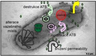 http://slideplayer.cz/slide/11263668/ HNACÍ SÍLY ATB REZISTENCE 1. antimikrobiální látky (př. antibiotika, antivirotika) 2. těžké kovy 3. biocidy (př. desinfekční čin.