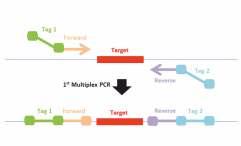 EliGene kits for Next Generation Sequencing EliGene NGS kits are used for one or more multiplex PCR reactions resulting in amplification of target regions of one sample (Figure 2A).