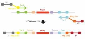 Each amplicon library is subsequently purified from small residual DNA fragments shorter than 150bp and the DNA concentration is determined using a Real-Time PCR.