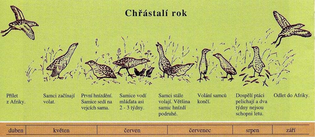 Obrázek 2.: Průběh hnízdní sezóny chřástala polního. (převzato: ČSO, 2001: Chřástal polní pomozme mu přežít) Chřástal polní je sukcesivně polygamní druh, o snůšku se stará pouze samice.