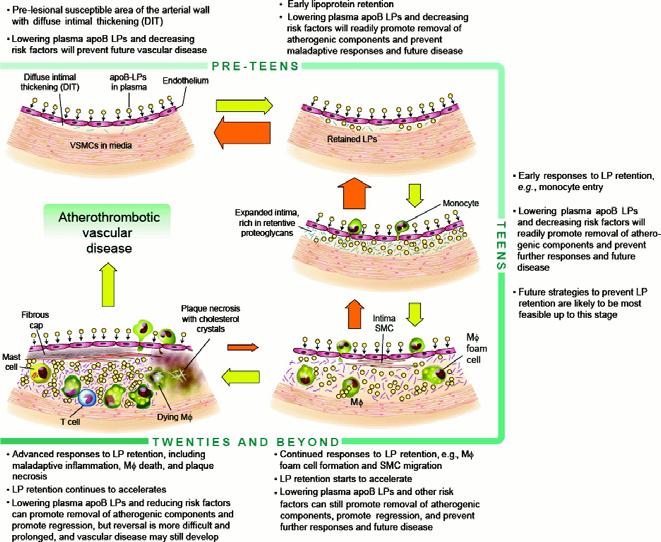 Funkční endotel Konstantní vazodilatace (ovlivněním vazoaktivními mediátory) (epinephrin, norepinephrin, ET-1, NO, serotonin ) Antiadhezivní stav endotelu (NO, PGI2) Stálý místní antikoagulační, resp.