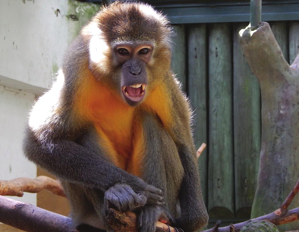 Velkou výhodou studia u nás je praktická výuka dle zvoleného oboru se dostaneš například do zoologických zahrad, hřebčínů, psinců, útulků či záchranných stanic, takže si již během studia můžeš