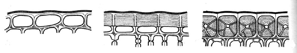 Schématické řezy epidermis s různě zesílenými buněčnými stěnami.