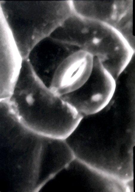 Stoma se svěracími buňkami ledvinovitého tvaru typ Amaryllis.