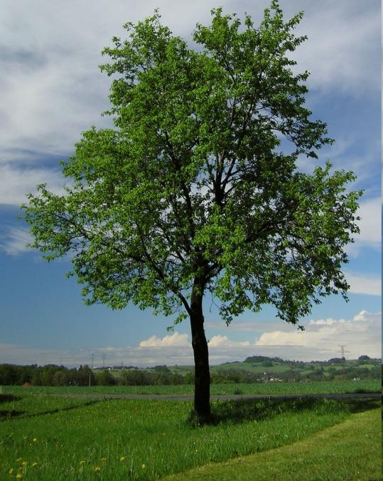 VEGETATIVNÍ ORGÁNY DŘEVIN - Koruna - Kůra (borka + lýko) STAVBA KMENE - Kmen - Kambium -