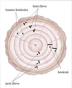 21 - letokruhy - dřeňové paprsky - dřeňové skvrny - cévy - pryskyřičné kanálky - suky -