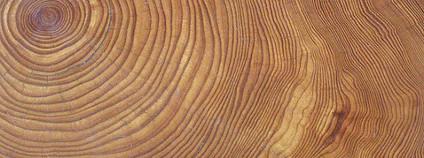 Stavba a šířka letokruhu je typická pro jednotlivé druhy dřevin a je