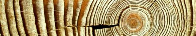 Šířka letokruhu má vliv na fyzikálně mechanické vlastnosti dřeva.