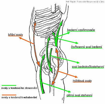 Tab. č. 2 Přehled oslabených svalů (svalových skupin) tenistů Svalová skupina Konkrétní svaly Pohyb způsobující nerovnováhu hluboké svaly šíje m. scaleni, m. longus colli, flexe hlavy m.