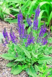 Salvia divinorum