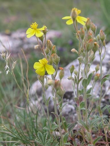 Devaterník šedý (Helianthemum canum) Devaterník šedý patří do čeledi cistovitých (Cistaceae), kvete od dubna do června.